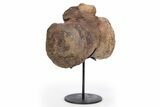 Fossil Sauropod Caudal Vertebra with Metal Stand - Colorado #304863-1